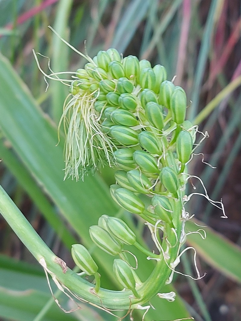 Albuca pulchra photo 4