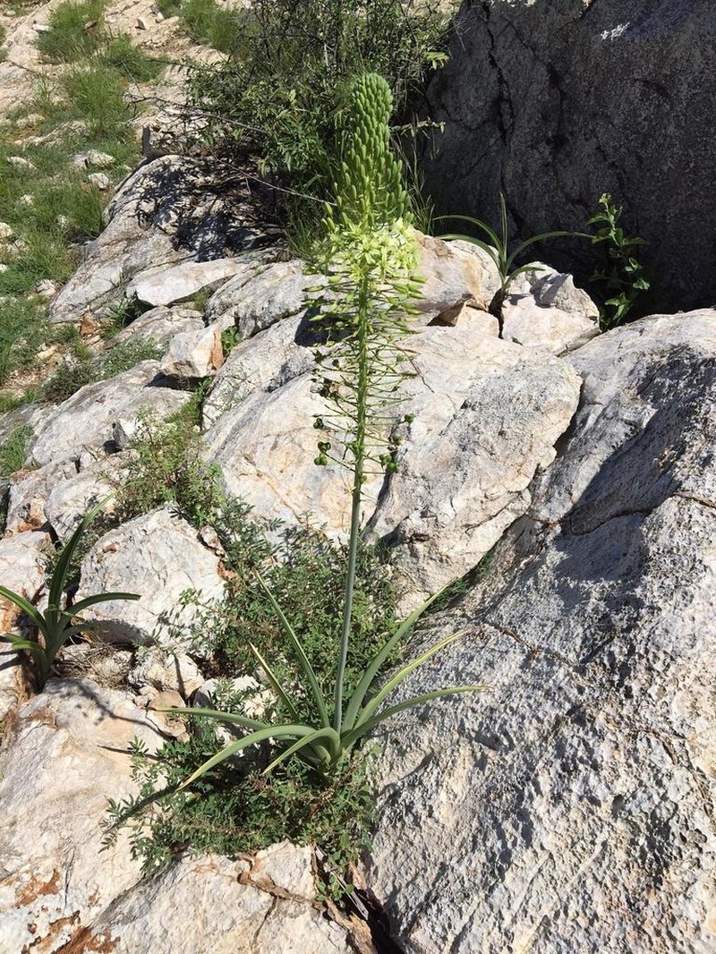 Albuca pulchra photo 5