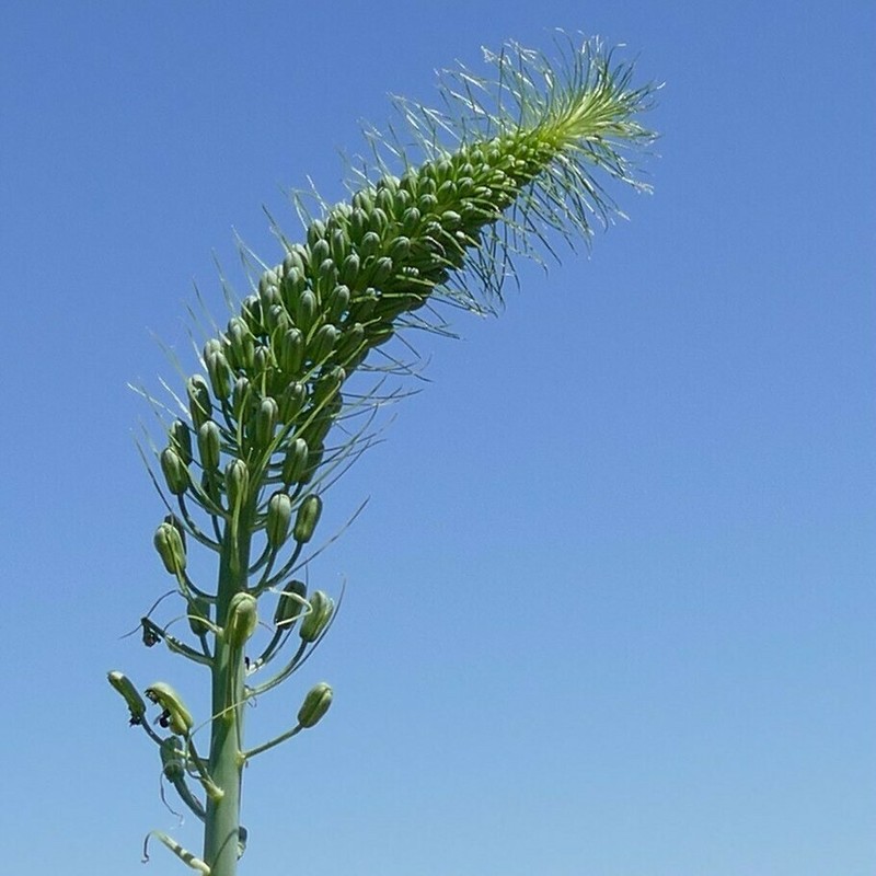 Albuca pulchra photo 6