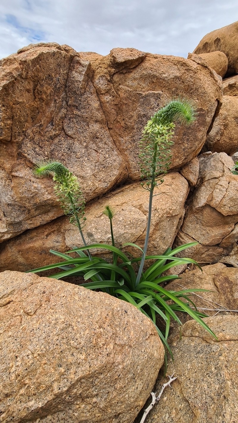 Albuca pulchra photo 7