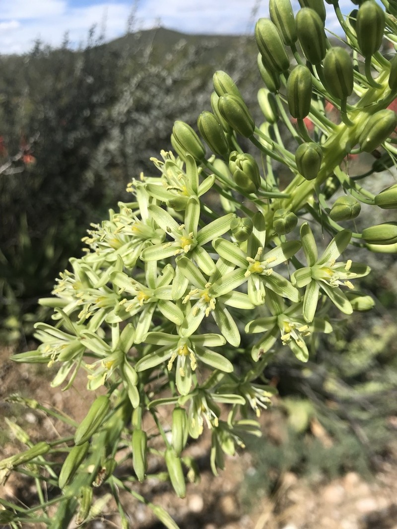 Albuca pulchra photo 8
