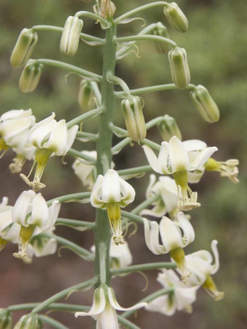 Albuca recurva