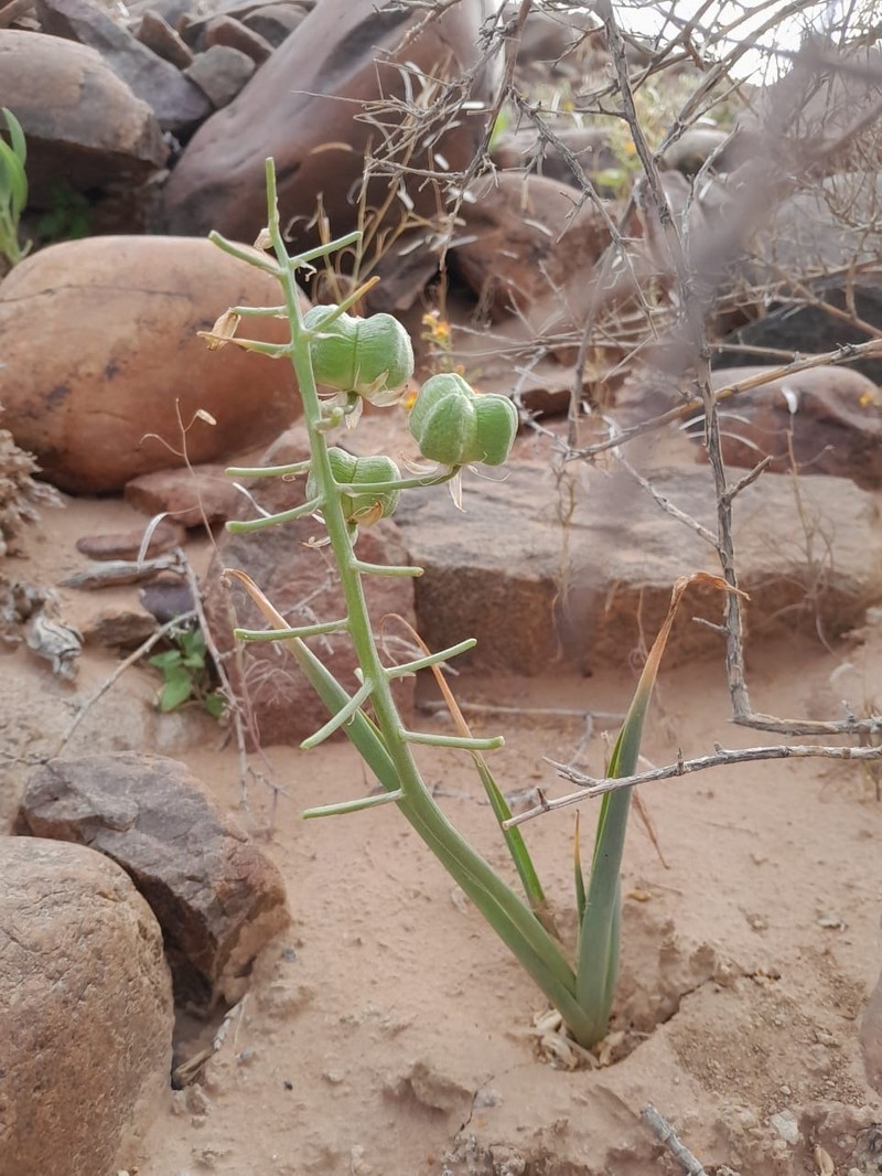 Albuca recurva photo 6