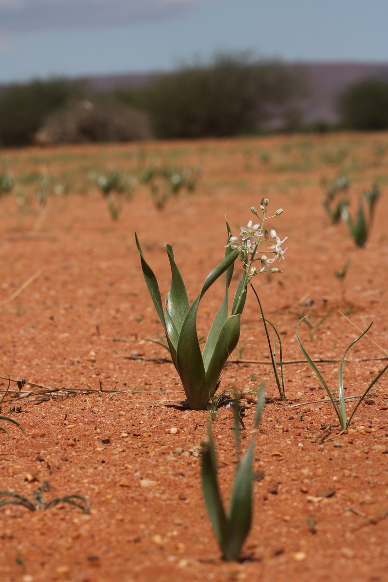Albuca recurva photo 7