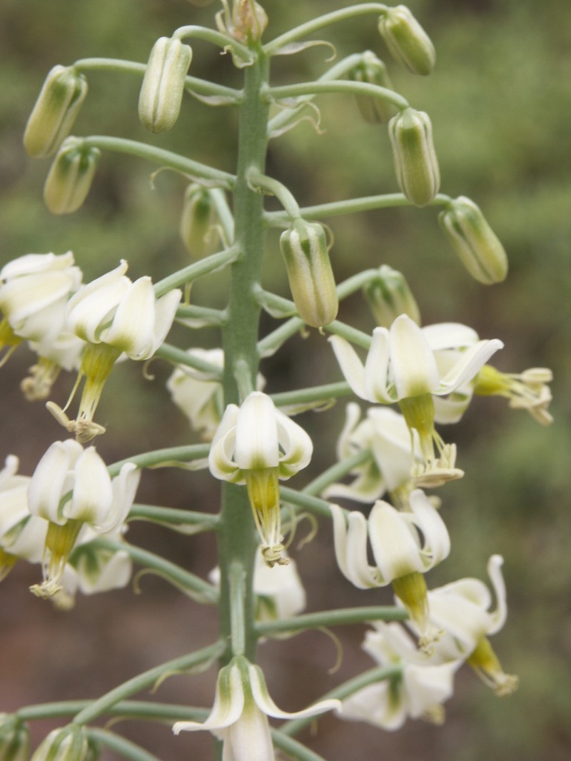 Albuca recurva photo 8