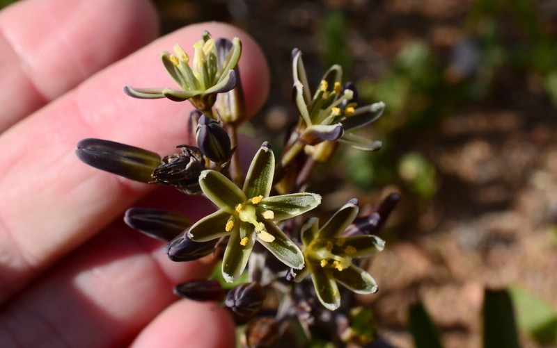 Albuca roodeae