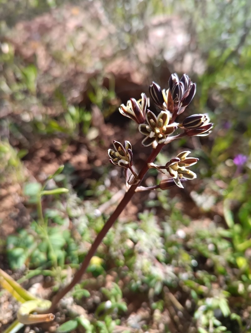 Albuca roodeae photo 2