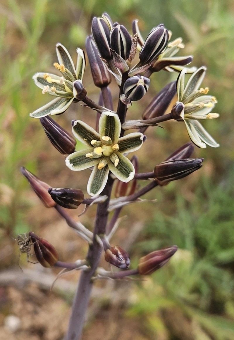 Albuca roodeae photo 3