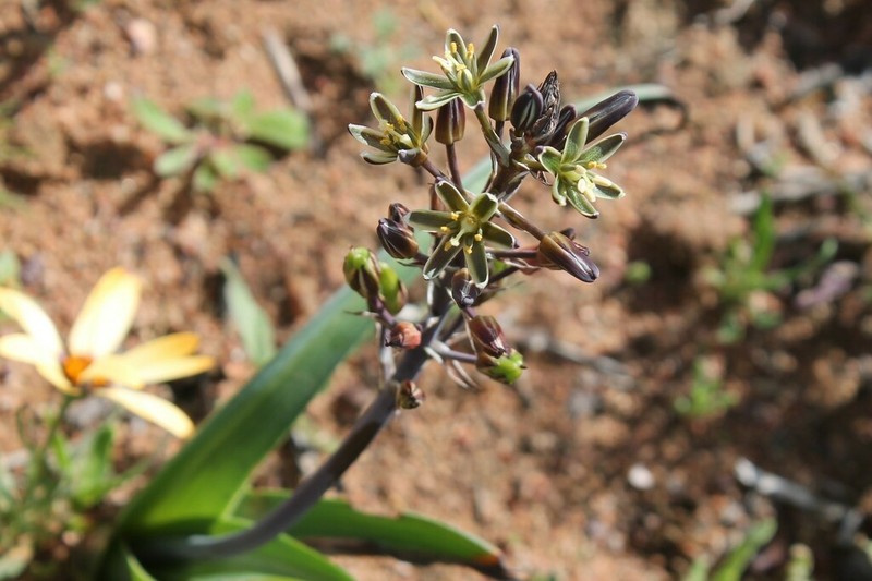 Albuca roodeae photo 4