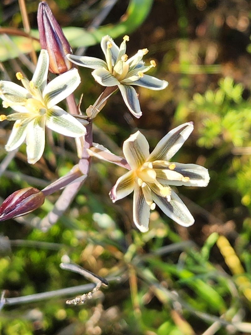 Albuca roodeae photo 5