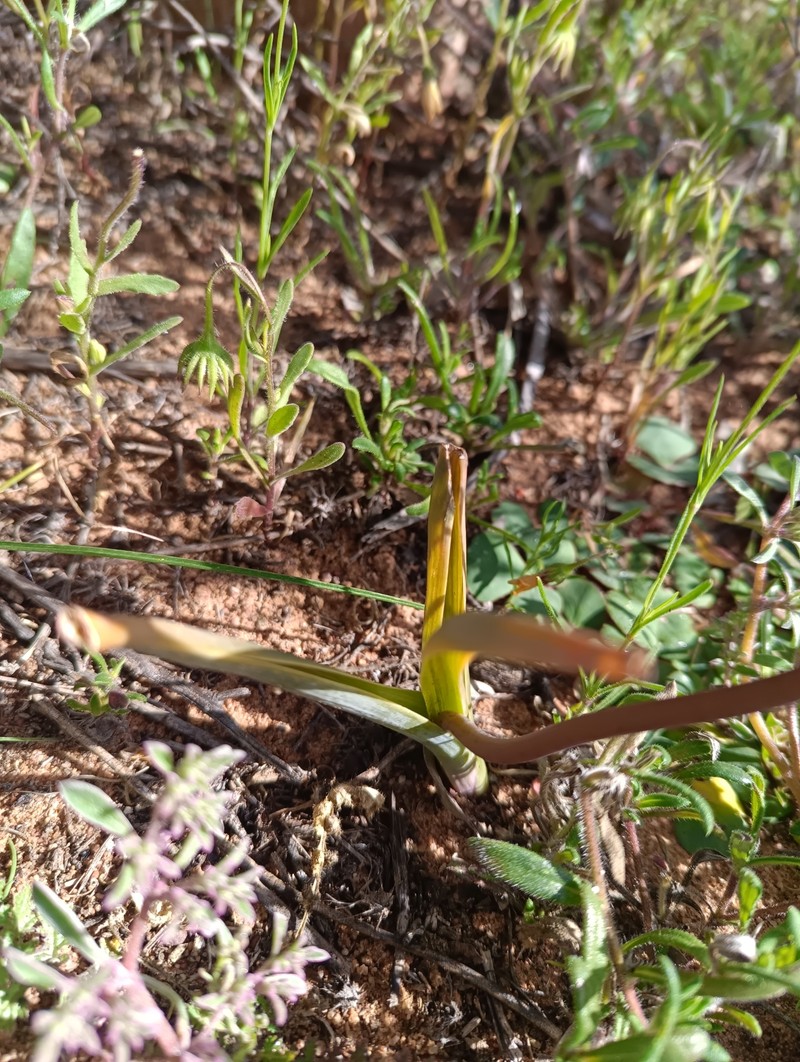 Albuca roodeae photo 6