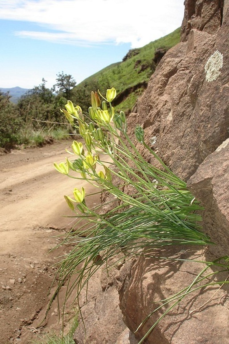 Albuca rupestris photo 2
