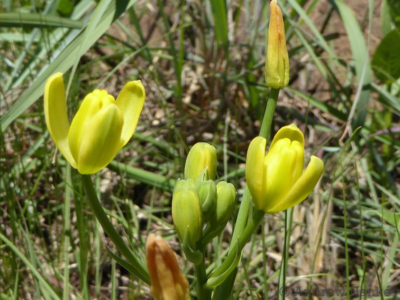 Albuca rupestris photo 3