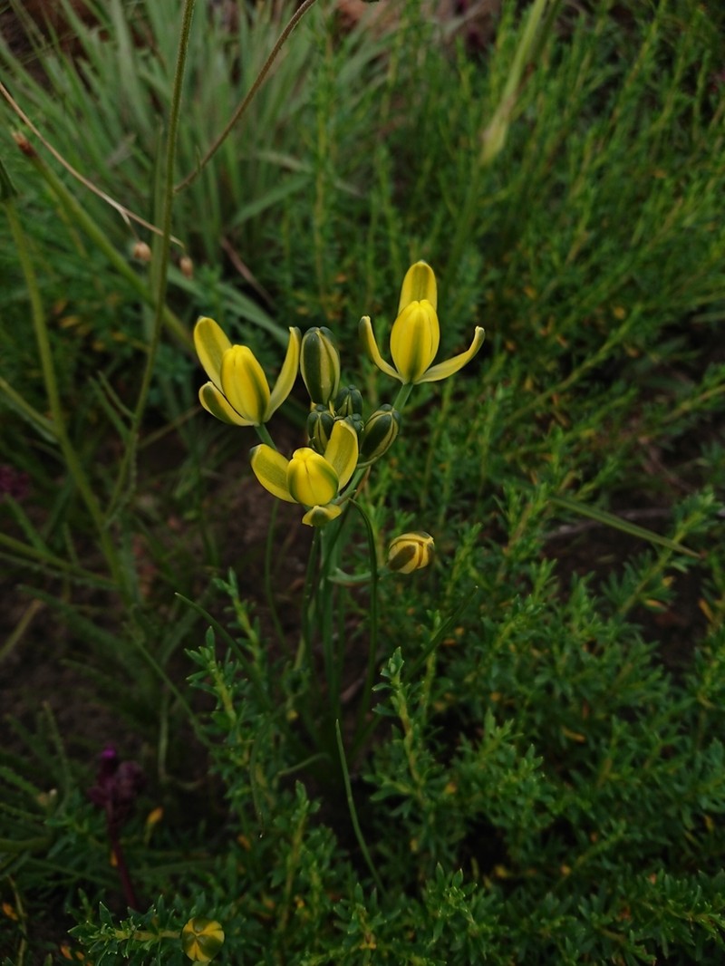 Albuca rupestris photo 4