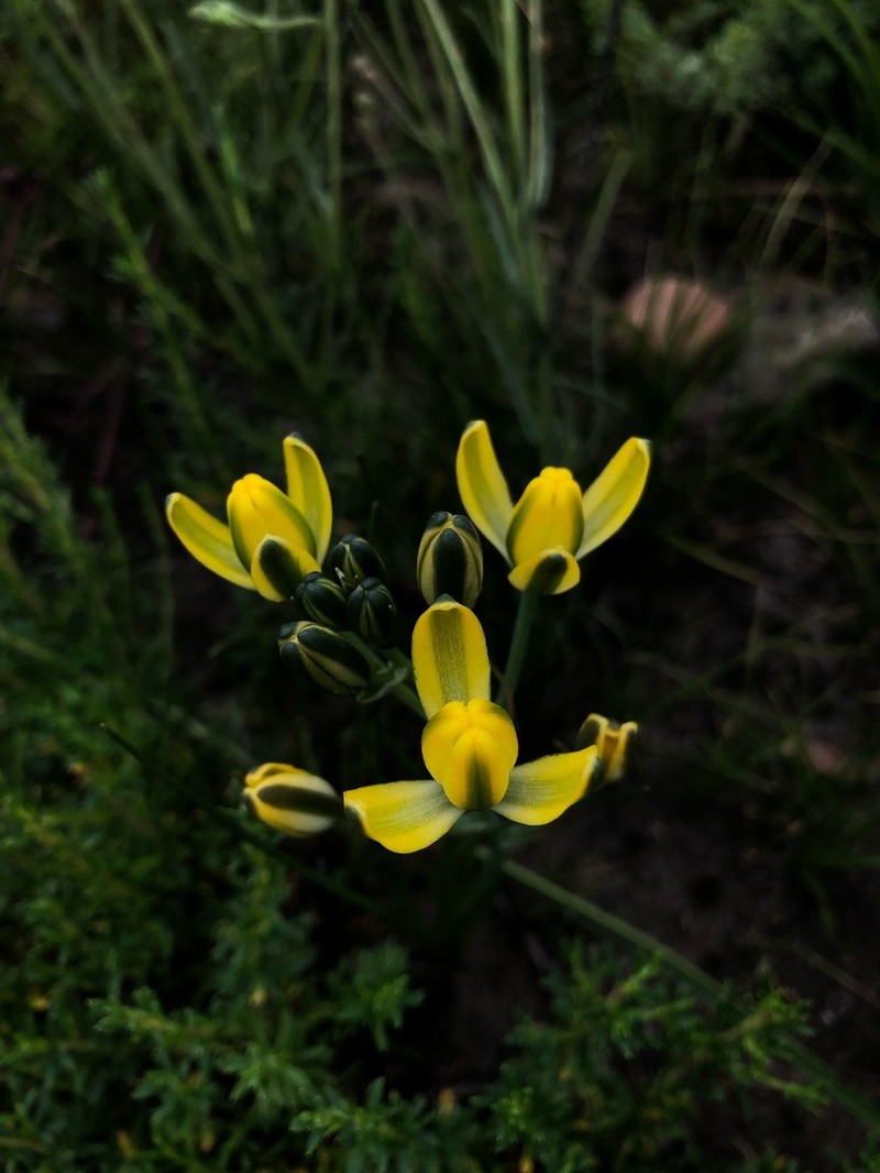 Albuca rupestris photo 5