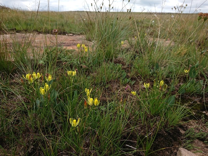 Albuca rupestris photo 6