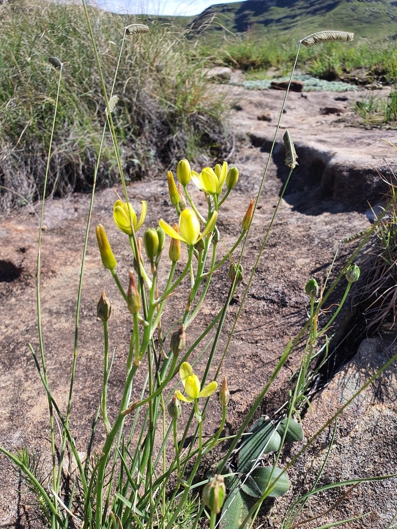 Albuca rupestris photo 7