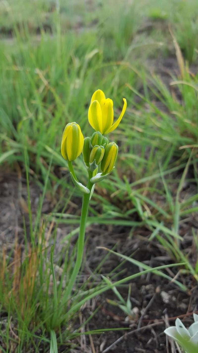 Albuca rupestris photo 8