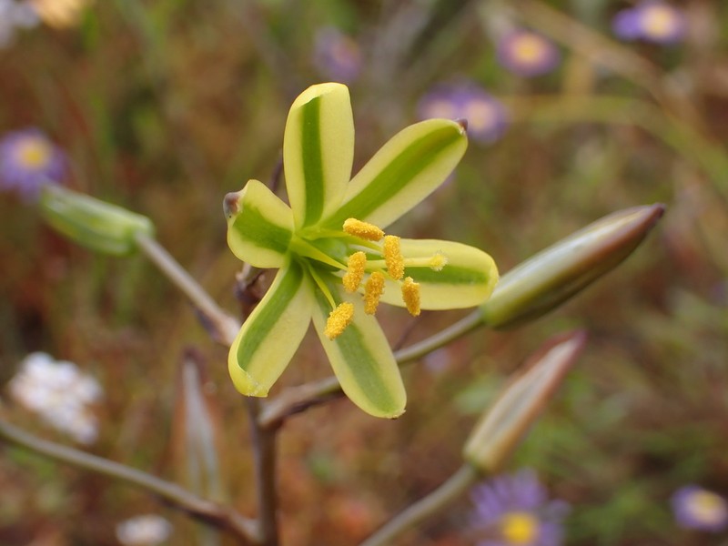 Albuca sabulosa