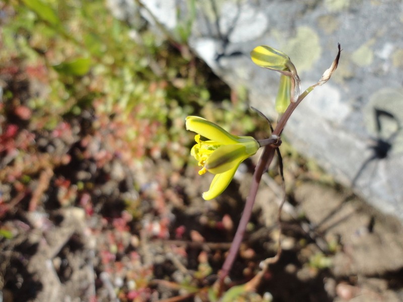 Albuca sabulosa photo 2