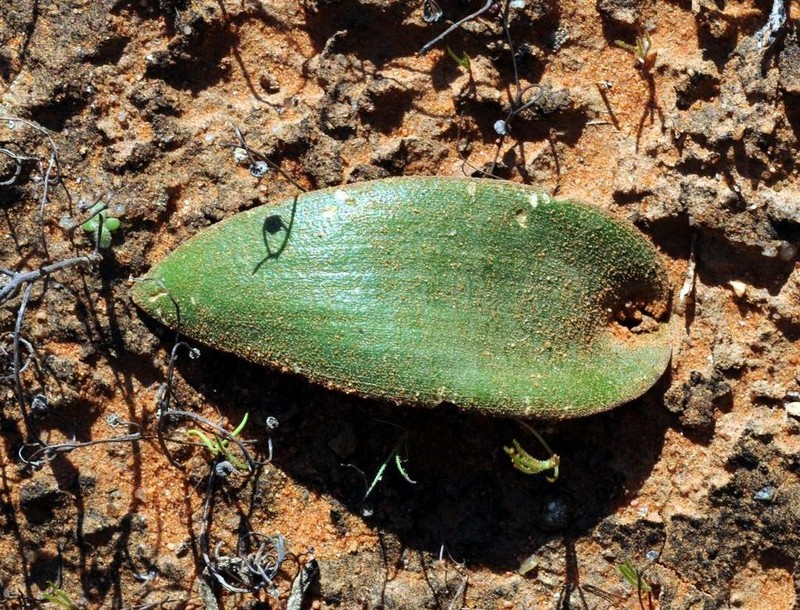 Albuca sabulosa photo 3