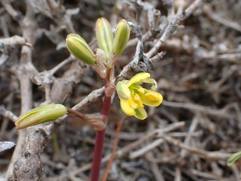 Albuca sabulosa photo 4