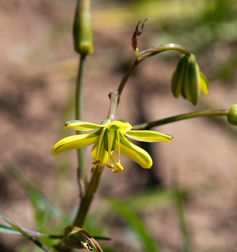 Albuca sabulosa photo 5