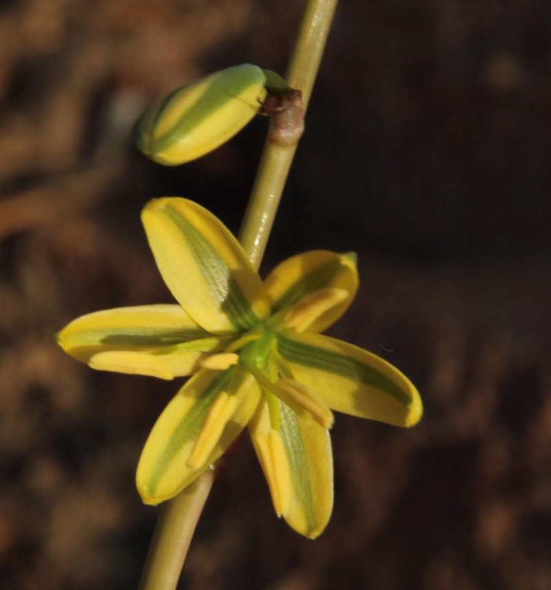 Albuca sabulosa photo 6