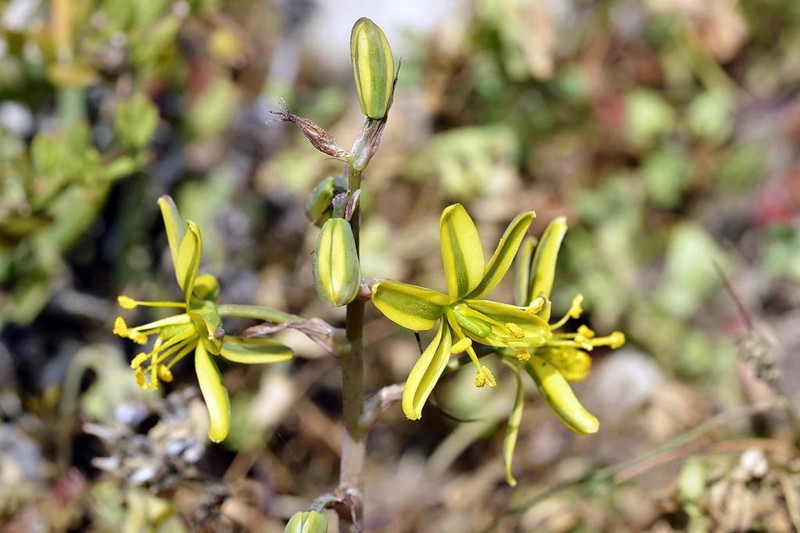 Albuca sabulosa photo 7