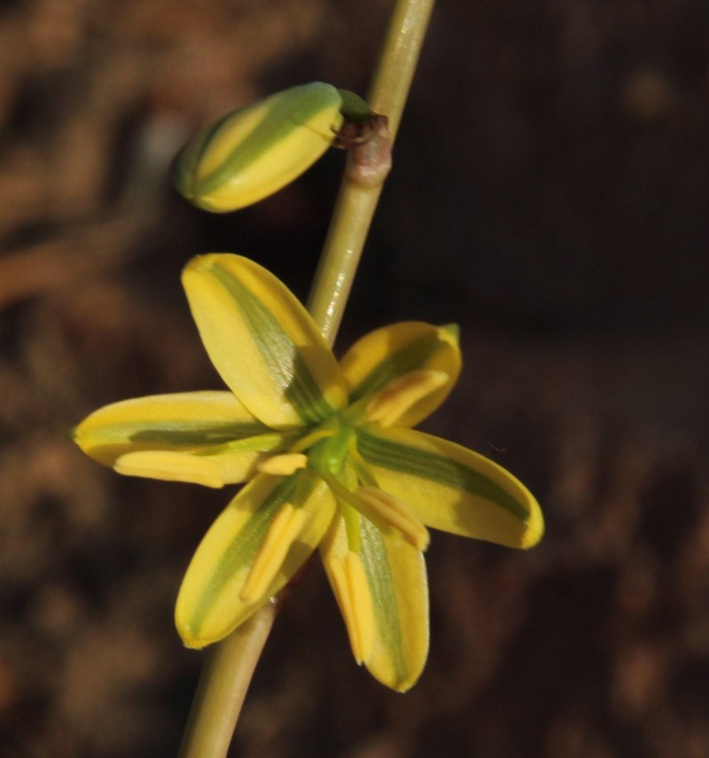 Albuca sabulosa photo 8