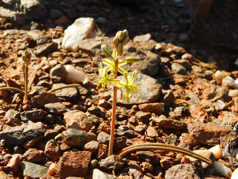 Albuca scabrocostata