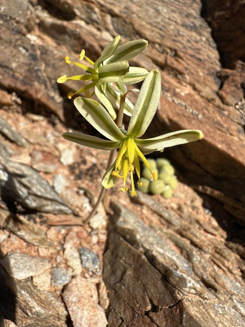 Albuca scabrocostata photo 2