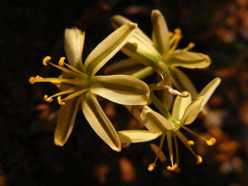 Albuca scabrocostata photo 3