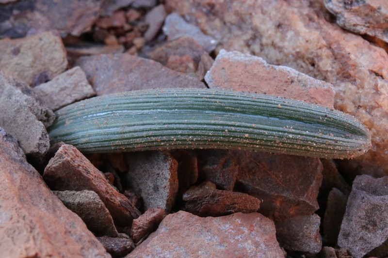 Albuca scabrocostata photo 4