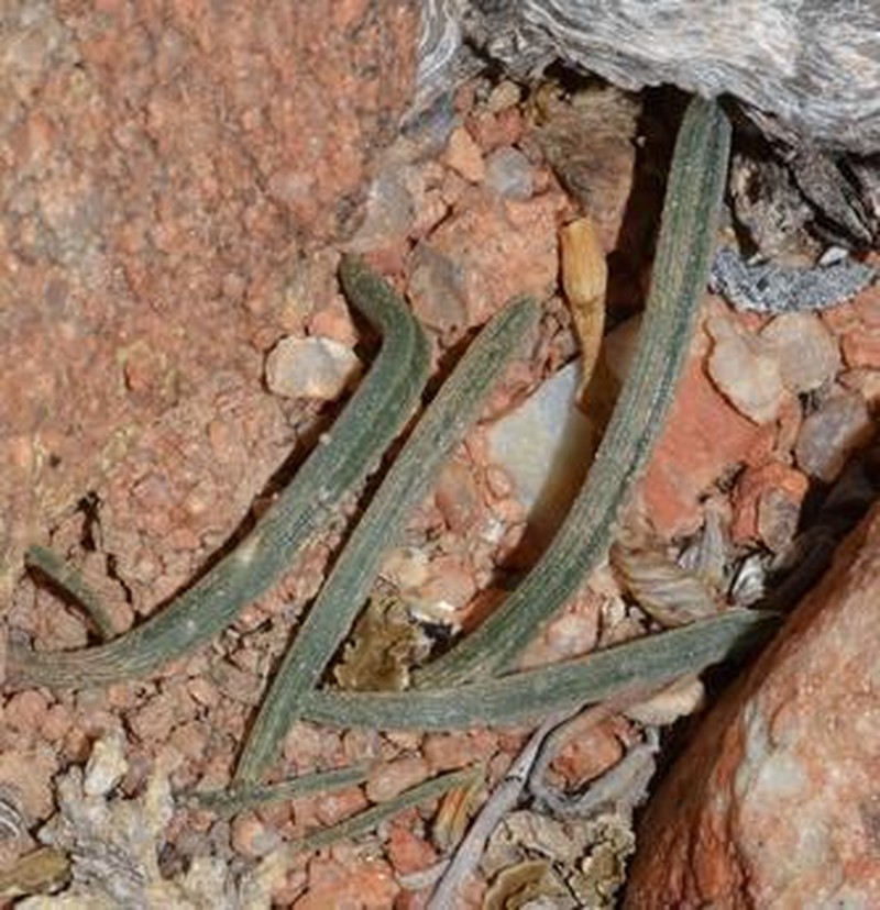 Albuca scabrocostata photo 5