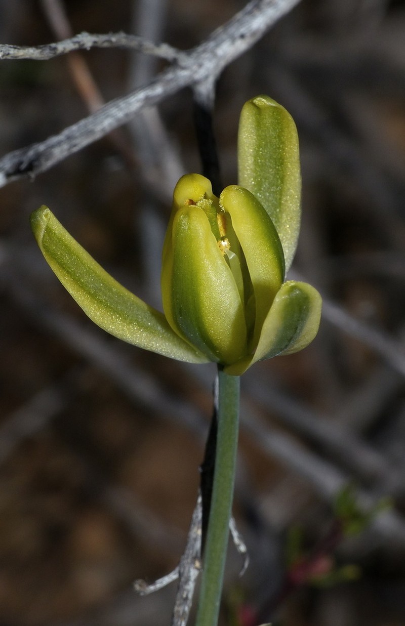 Albuca schoenlandii photo 2