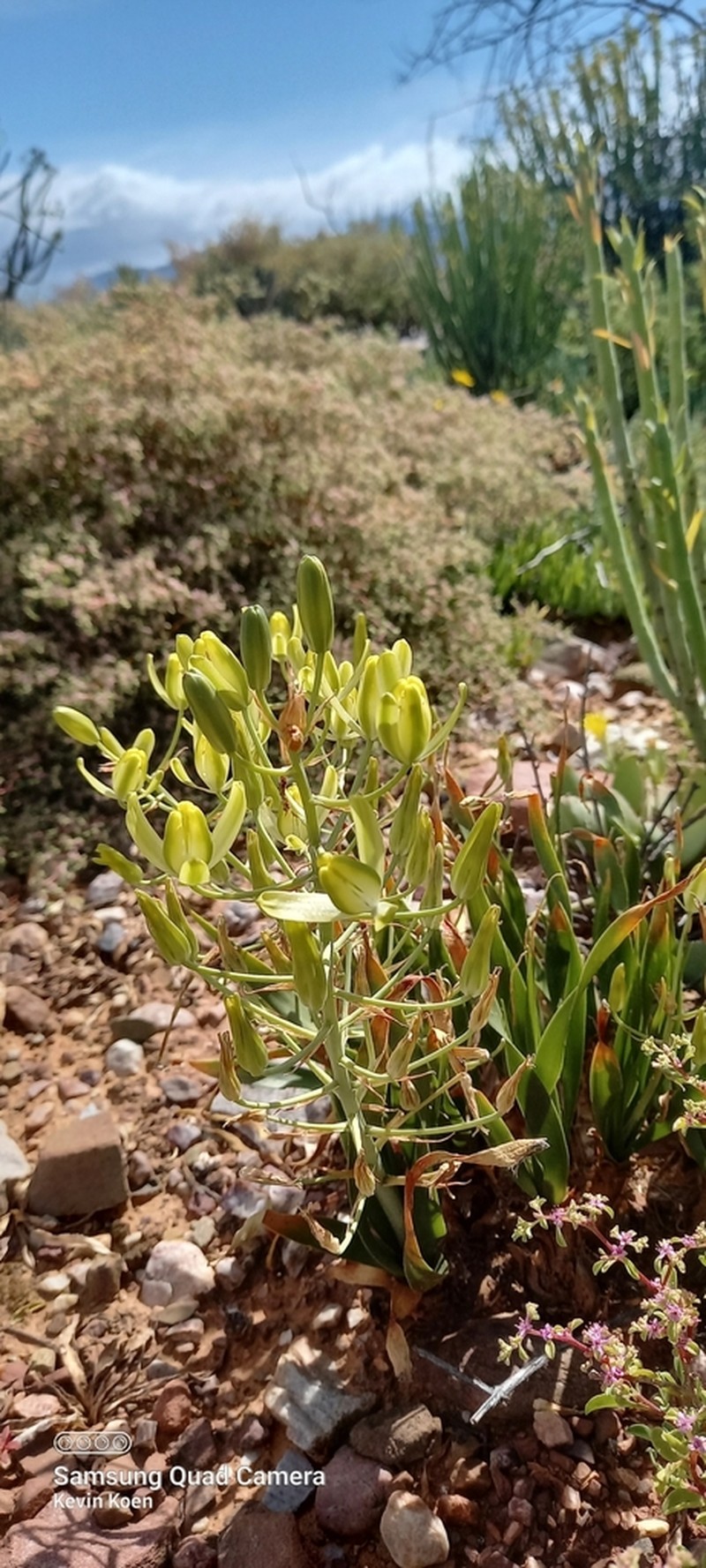 Albuca schoenlandii photo 3