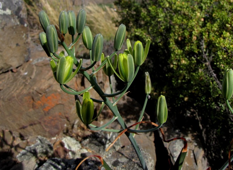 Albuca schoenlandii photo 4