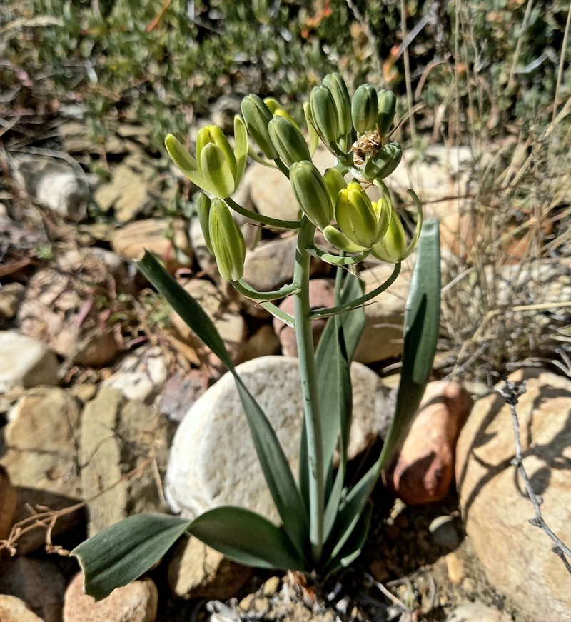 Albuca schoenlandii photo 5