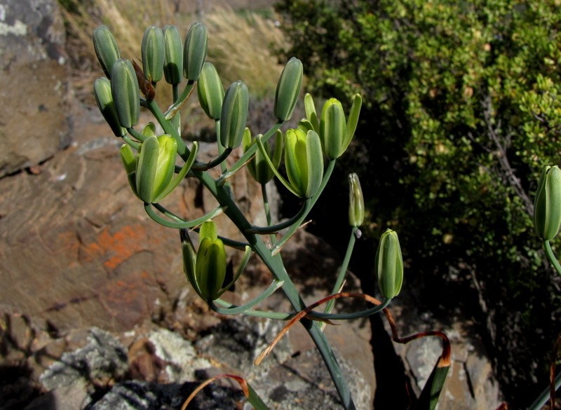 Albuca schoenlandii photo 7
