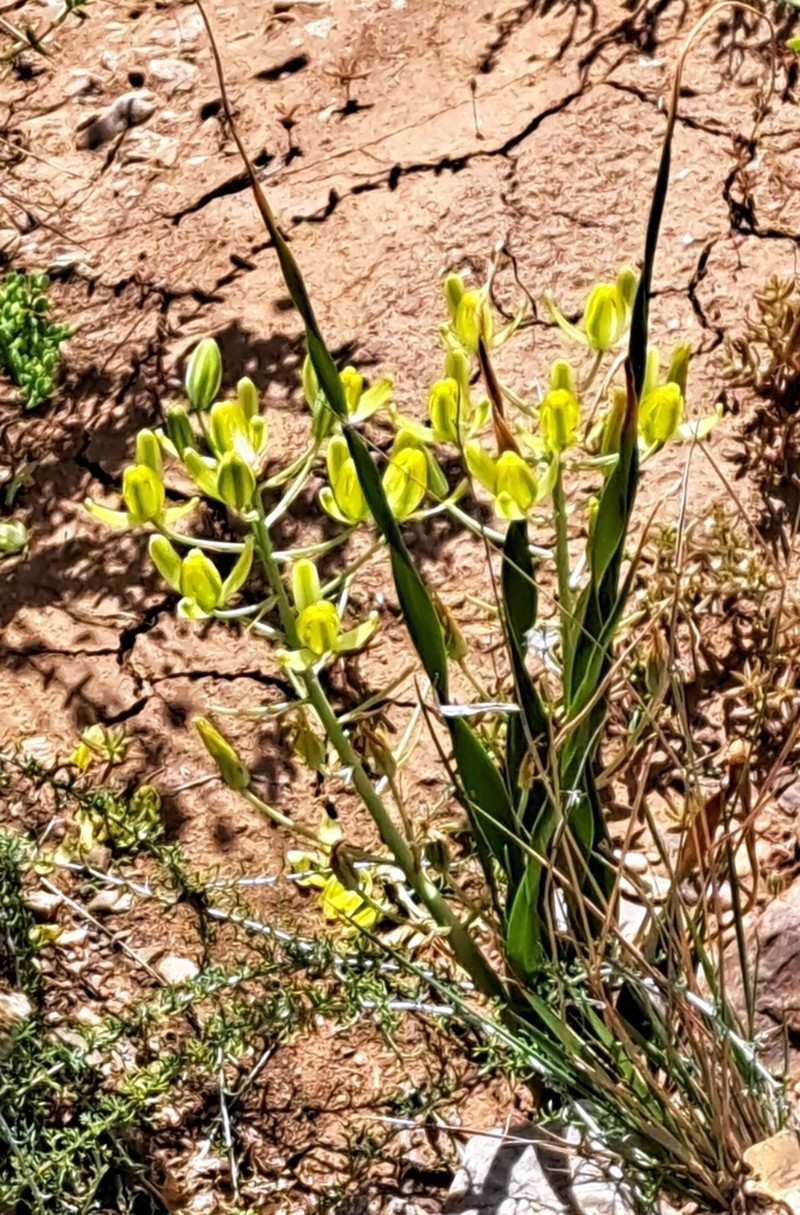 Albuca schoenlandii photo 8