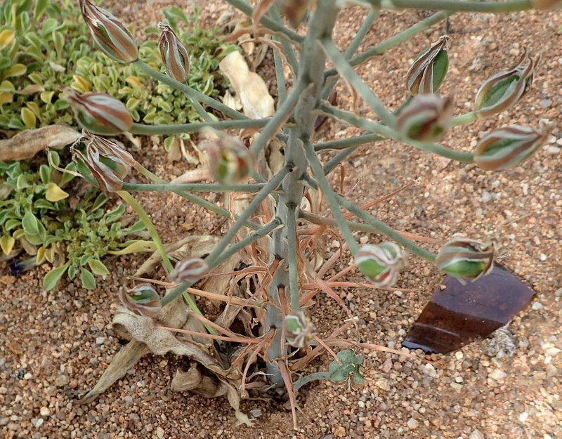 Albuca secunda