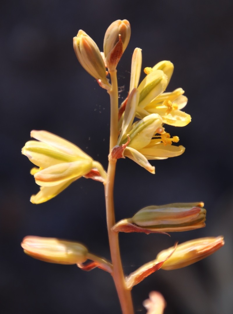 Albuca secunda photo 2
