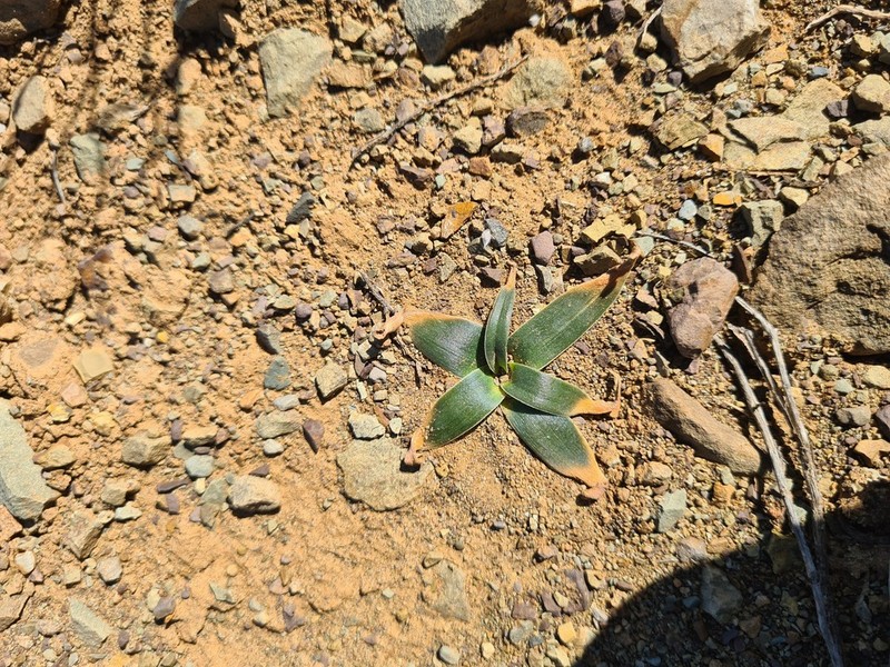 Albuca secunda photo 3
