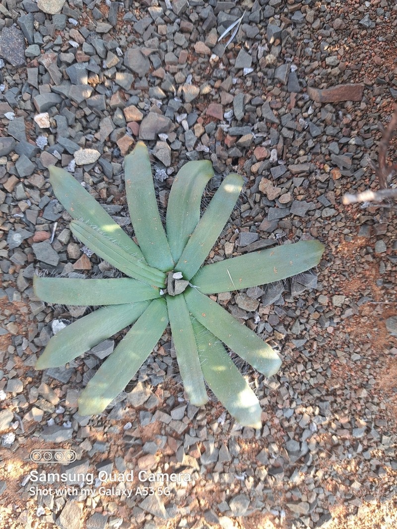 Albuca secunda photo 4