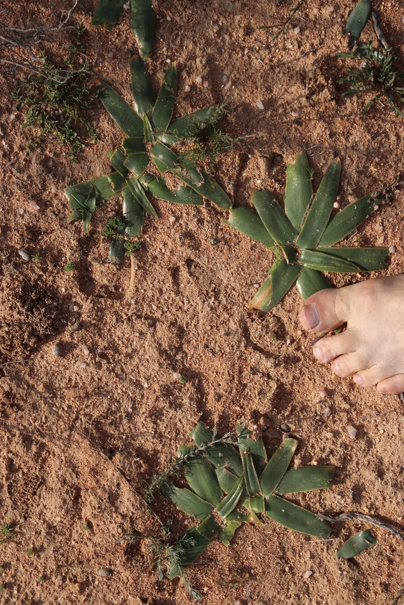 Albuca secunda photo 5