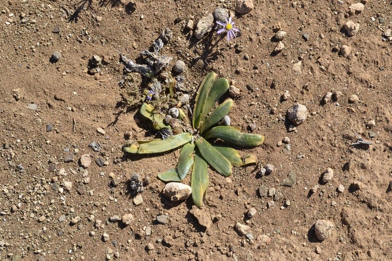 Albuca secunda photo 6