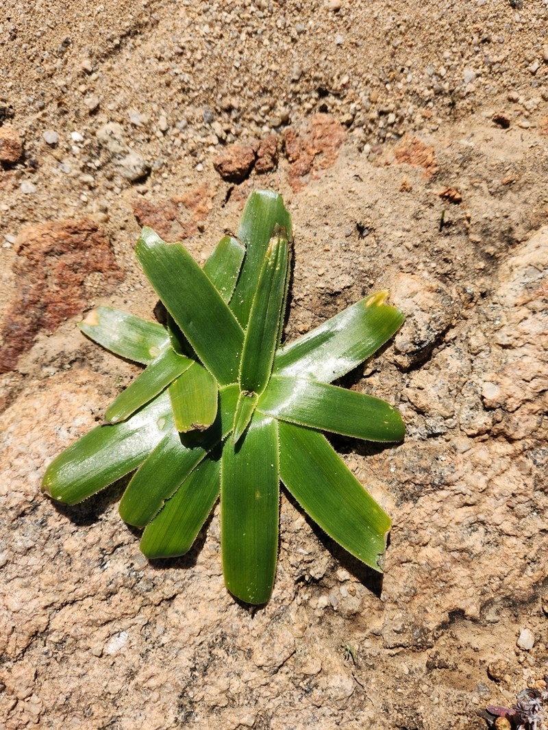 Albuca secunda photo 7