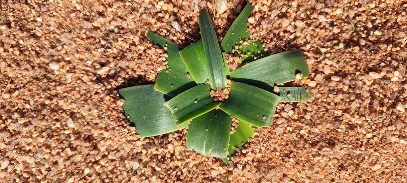 Albuca secunda photo 8