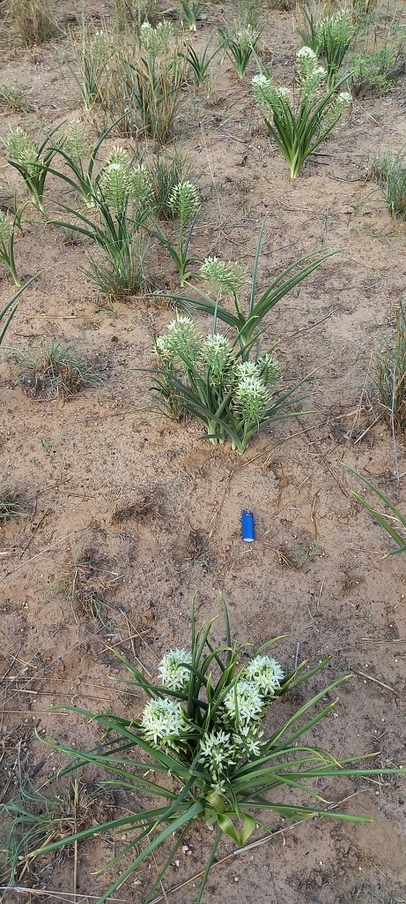 Albuca seineri
